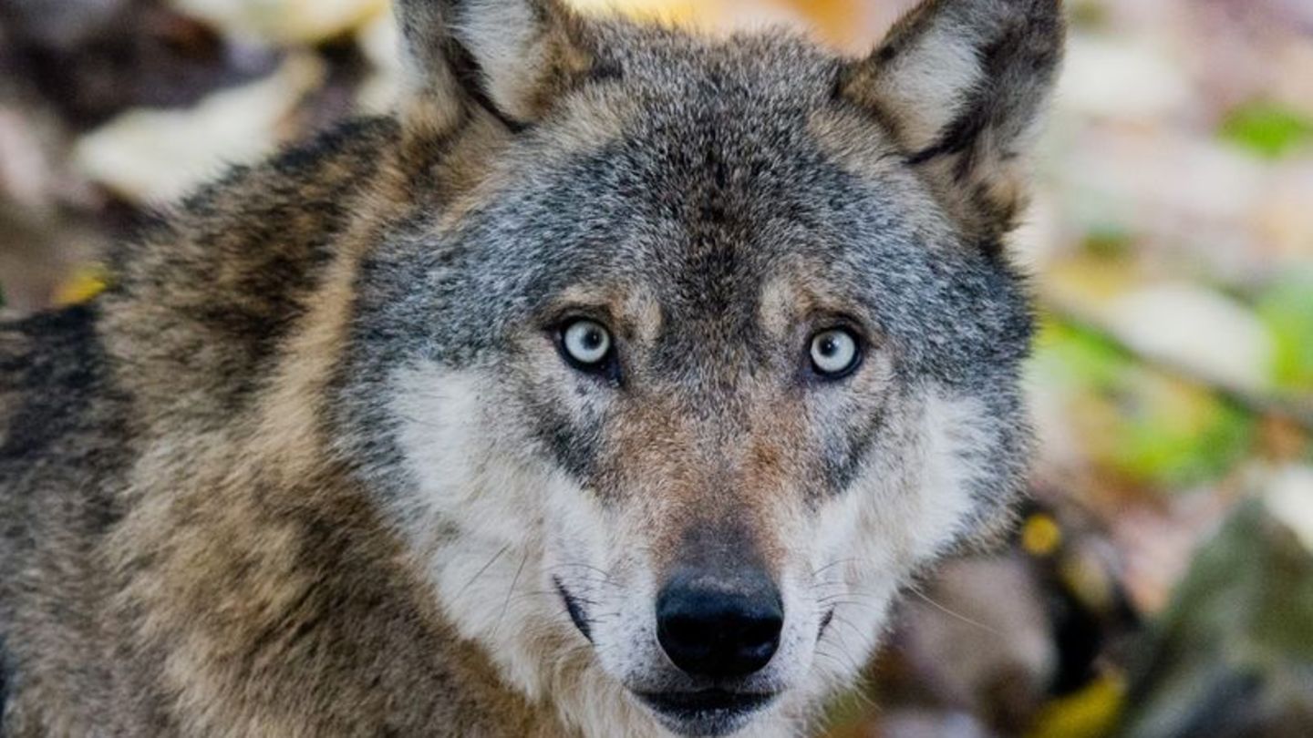 Tiere: Naturschützer sorgen sich um Wolf und Luchs im Freistaat