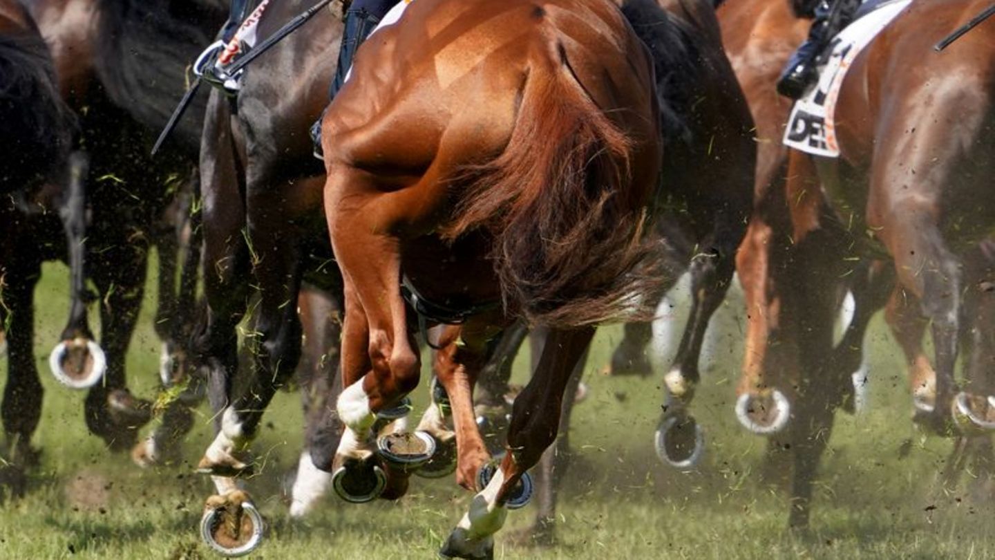 Pferderennen: Derby-Woche: Niagaro siegt beim Langen Hamburger in Horn
