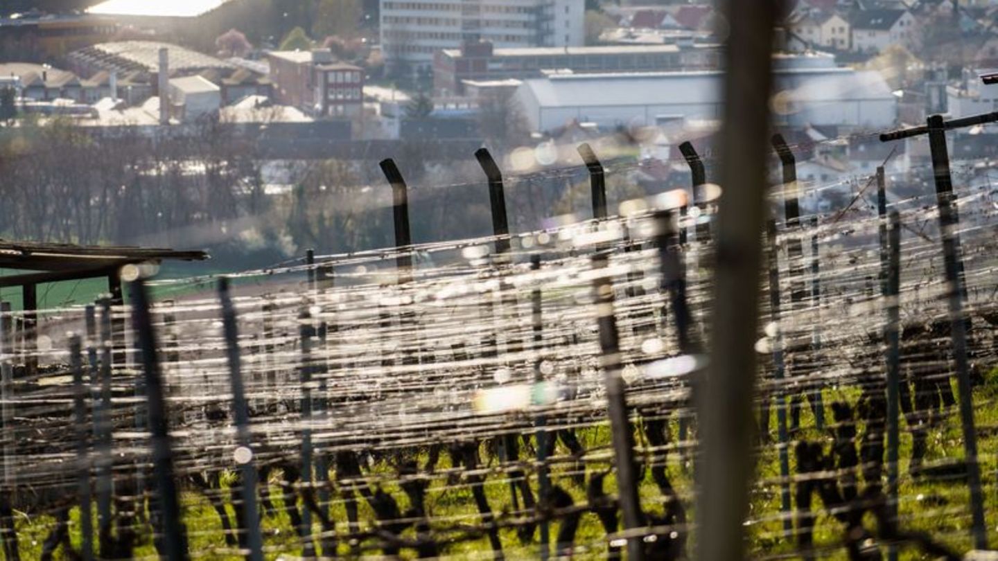 Weinbaugebiete: Rheinland-Pfalz bleibt Weinland Nummer eins
