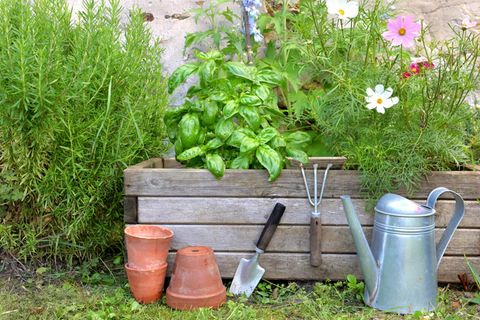 Aromatische Pflanze und und Blumen in einem Holzgärtner