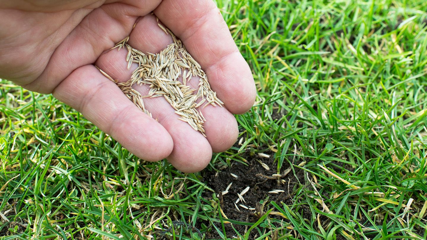 Sommersaison-Bio-Rasend-nger-Testsieger-f-r-19-statt-60-Euro-Top-Garten-Angebote-am-Donnerstag