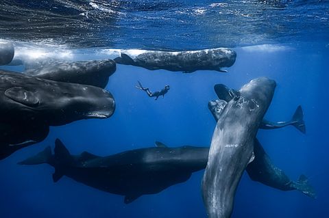 Eine Gruppe Pottwale im Meer
