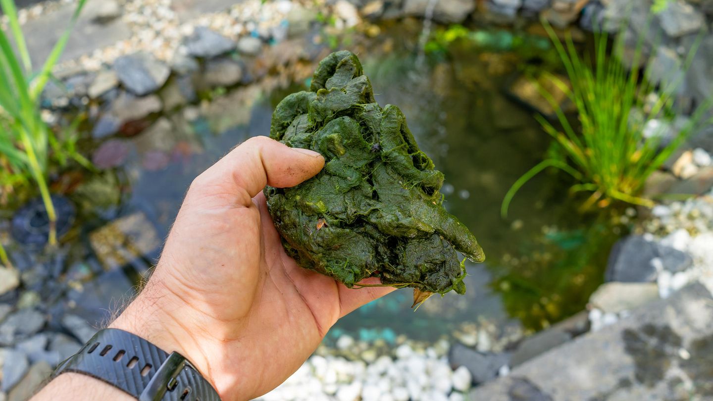 Ökologisches Gleichgewicht: Wie Sie Algen aus dem Gartenteich entfernen und ihnen vorbeugen können