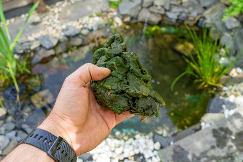 Fadenalgenplage im Gartenteich