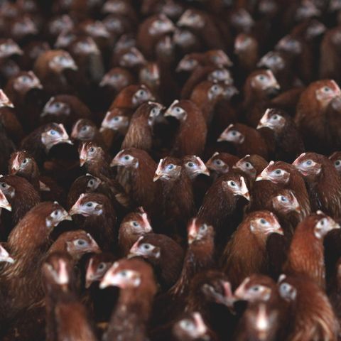 In den USA gibt es einen großen Ausbruch von H5N1, einem Vogelgrippevirus (Symbolbild) 