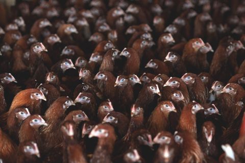 In den USA gibt es einen großen Ausbruch von H5N1, einem Vogelgrippevirus (Symbolbild) 