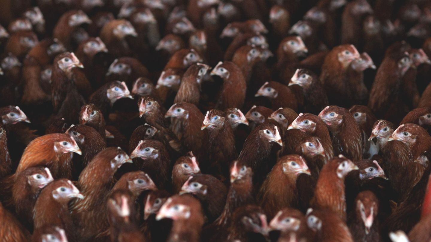 Bird flu H5N1: Why people are being vaccinated in Finland