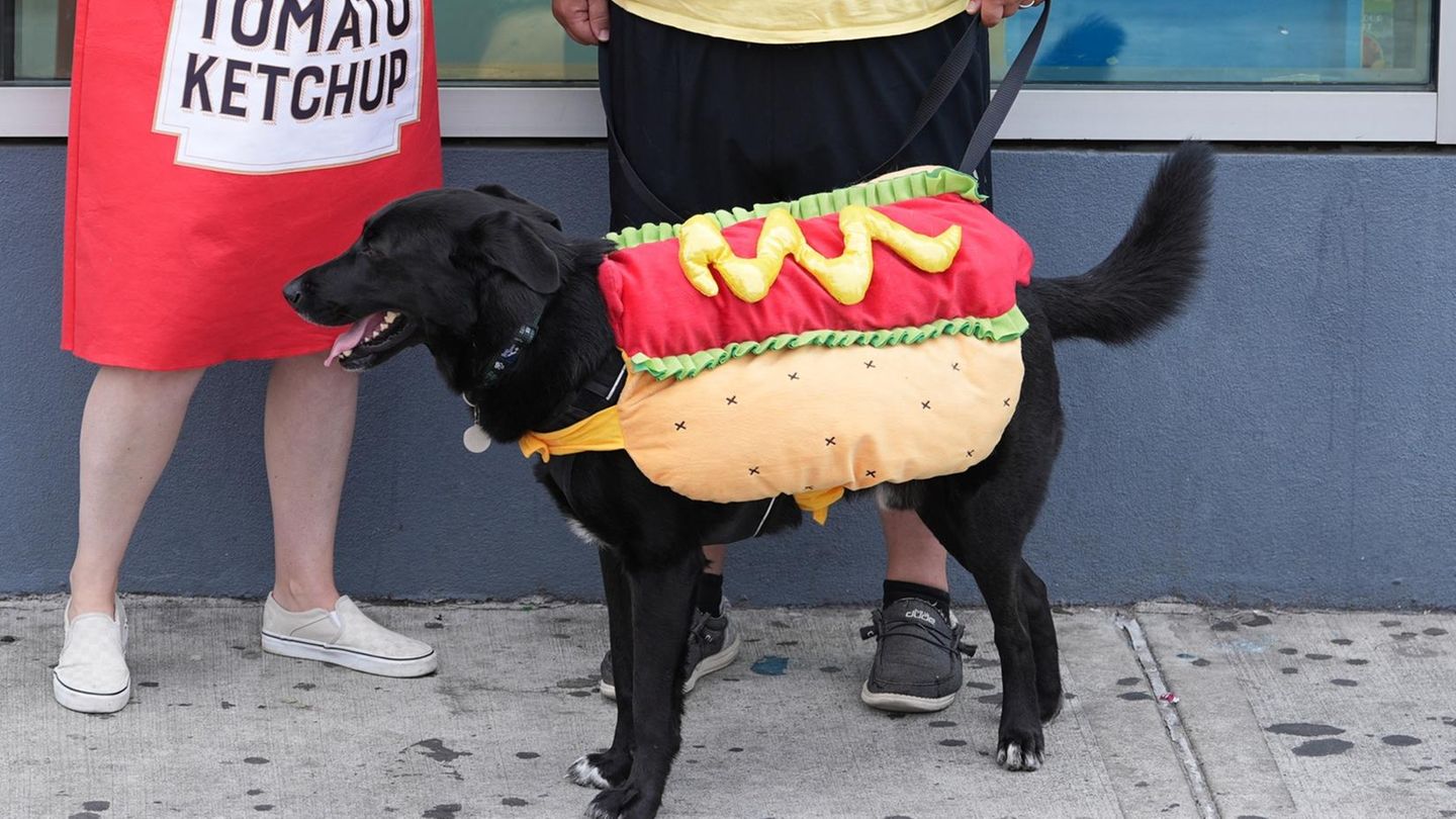 Dieser Hund schließt sich dem Aufruf der Aktivisten an