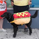 Dieser Hund schließt sich dem Aufruf der Aktivisten an