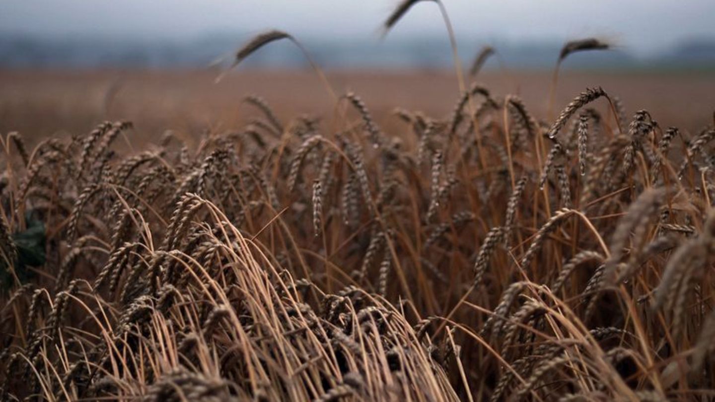 Landwirtschaft: Bayerns Bauern hoffen auf gute Weizenernte