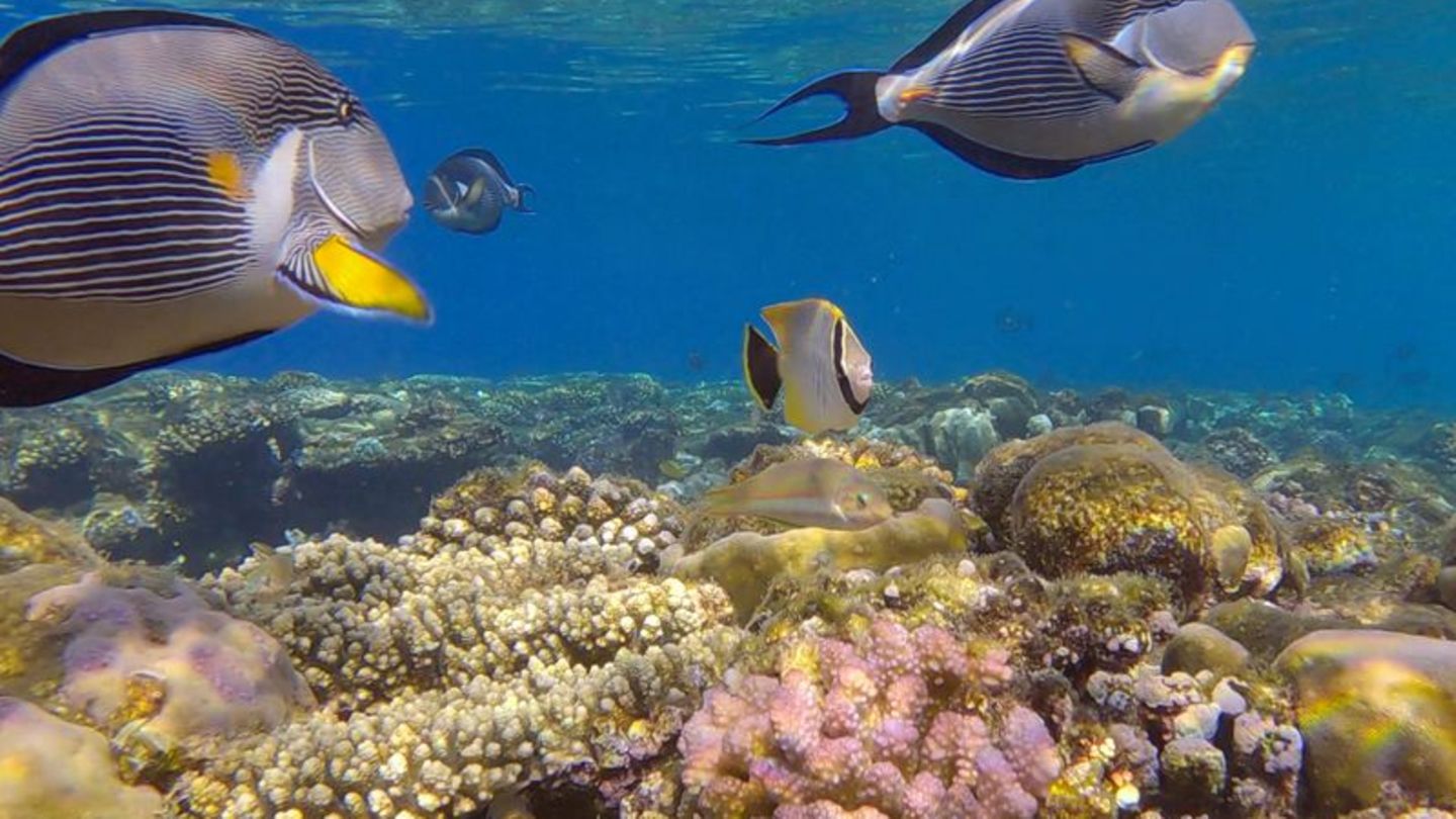 Meeresforschung: Korallenriffe im Roten Meer wachsen immer weniger
