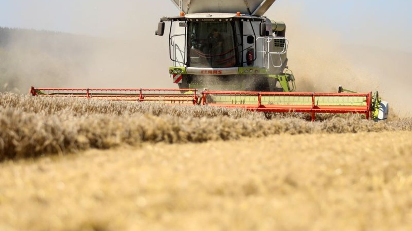 Landwirtschaft: Bauernverband erwartet normale Getreideernte im Südwesten