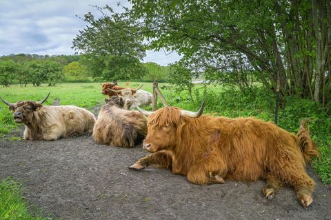 Galloway-Rinder liegen unter einem Baum