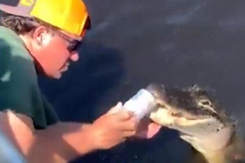 Hirnrissige Aktion: Männer nutzen lebendigen Alligator, um Dosenbier zu öffnen