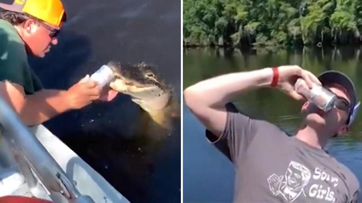 Hirnrissige Aktion: Männer nutzen lebendigen Alligator, um Dosenbier zu öffnen
