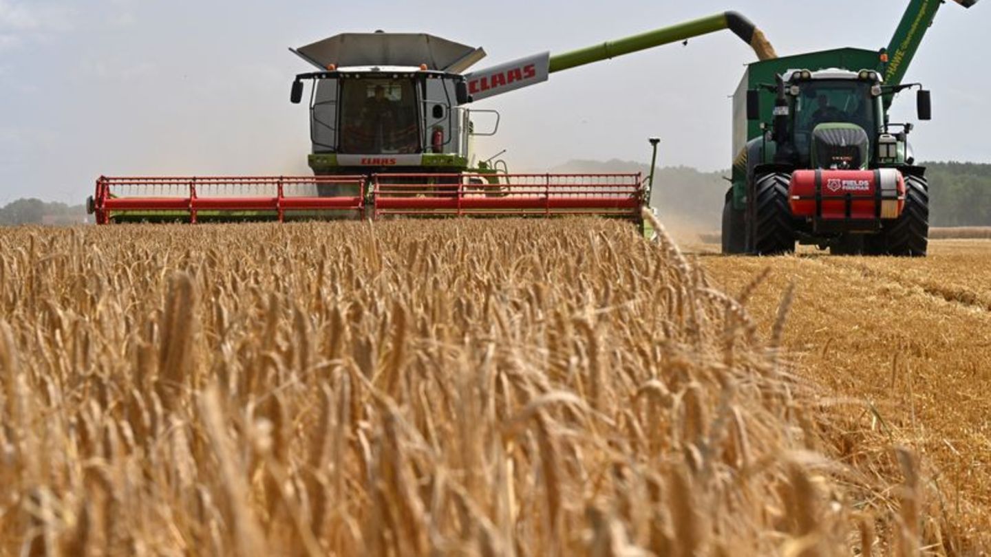 Vor allem Wintergerste: Getreideernte in Thüringen hat begonnen