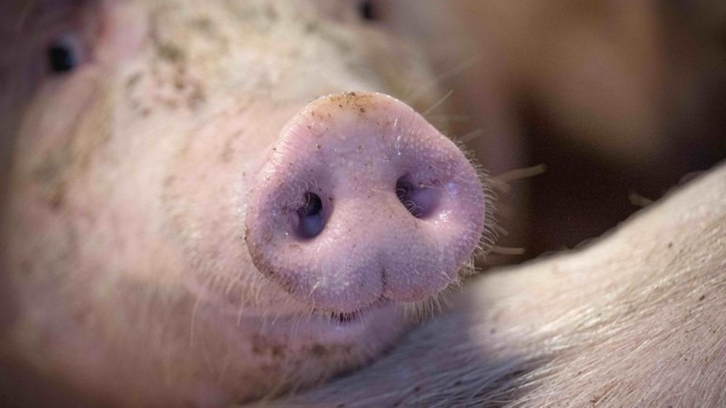 Landkreis Groß-Gerau: Schweinepest bei Hausschweinen in Hessen nachgewiesen