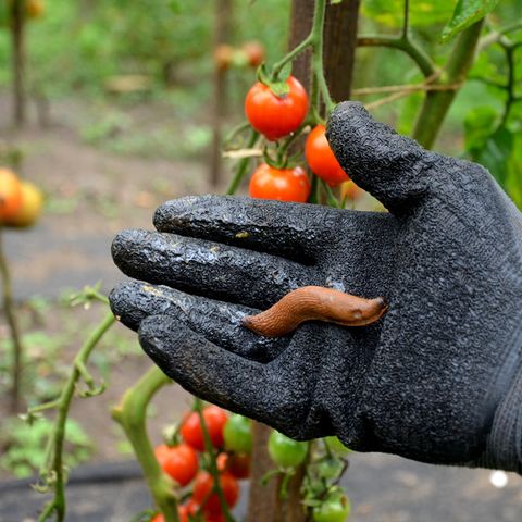 Gartendeals: Jemand hält eine Schnecke.