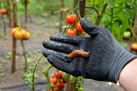 Gartendeals: Jemand hält eine Schnecke.