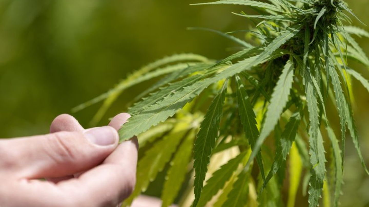Nachfrage nach Cannabis: 16 Vereinigungen stellen Anträge für Cannabis-Anbau