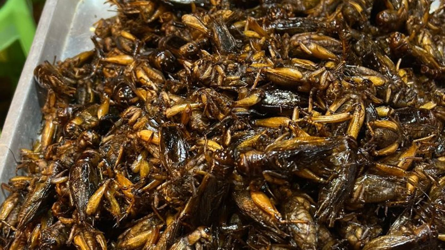 Insekten als Nahrungsmittel: Singapur lässt 16 Insektenarten als Lebensmittel zu
