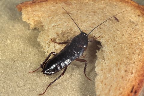 Eine Kakerlake – Der Kampf gegen die Schaben auf Mallorca wird immer schwerer