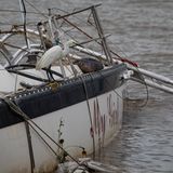 Als Ruheplatz für einen Seidenreiher reicht es noch: Dieses Segelboot in Matagorda hat der Sturmgewalt auch nicht standgehalten und ist gesunken. Nach Angaben des Tierschutzzentrums Houston SPCA fielen auch Hunderte Vögel dem Sturm von Opfer. Sie seien während des Hurrikans aus ihren Nestern gefallen und ertrunken, hieß es