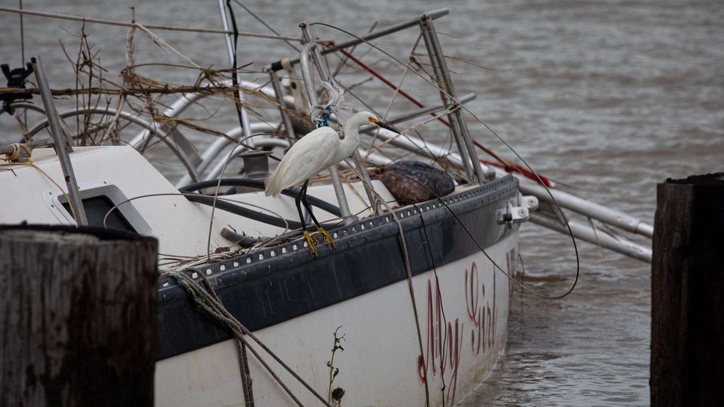 Als Ruheplatz für einen Seidenreiher reicht es noch: Dieses Segelboot in Matagorda hat der Sturmgewalt auch nicht standgehalten und ist gesunken. Nach Angaben des Tierschutzzentrums Houston SPCA fielen auch Hunderte Vögel dem Sturm von Opfer. Sie seien während des Hurrikans aus ihren Nestern gefallen und ertrunken, hieß es