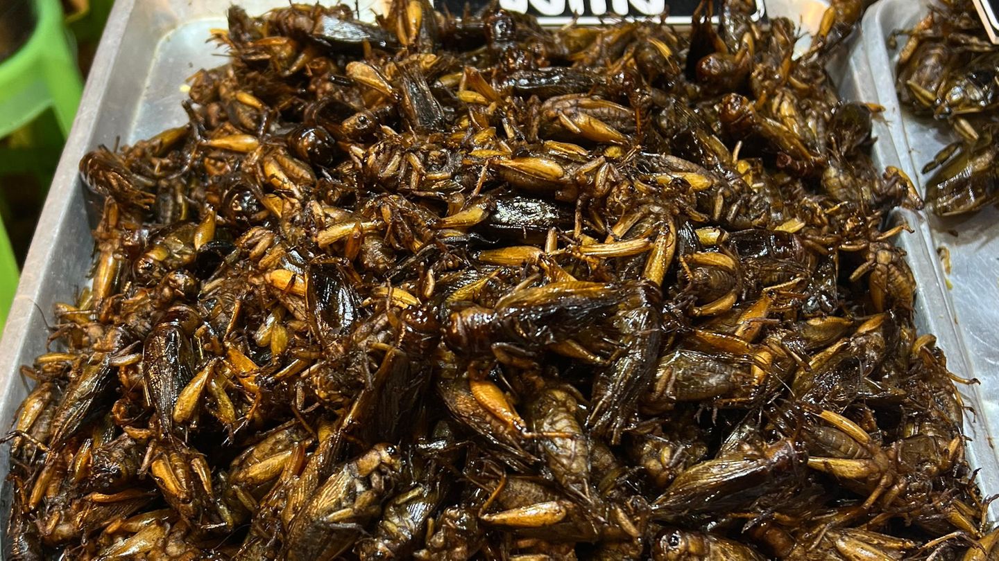 Maden zum Mittag: Singapur lässt 16 Insektenarten als Lebensmittel zu
