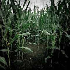 Mitten in einem Maisfeld