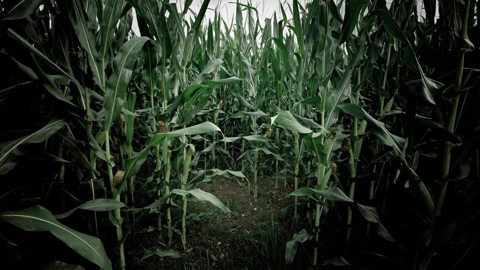 Mitten in einem Maisfeld