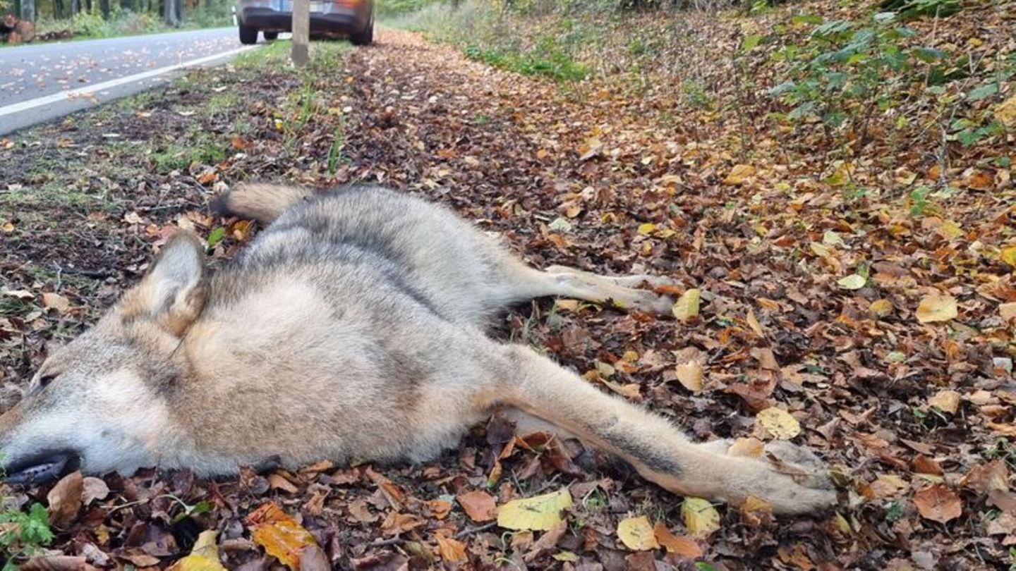 Tiere: Fünf Wölfe in NRW bei Verkehrsunfällen getötet