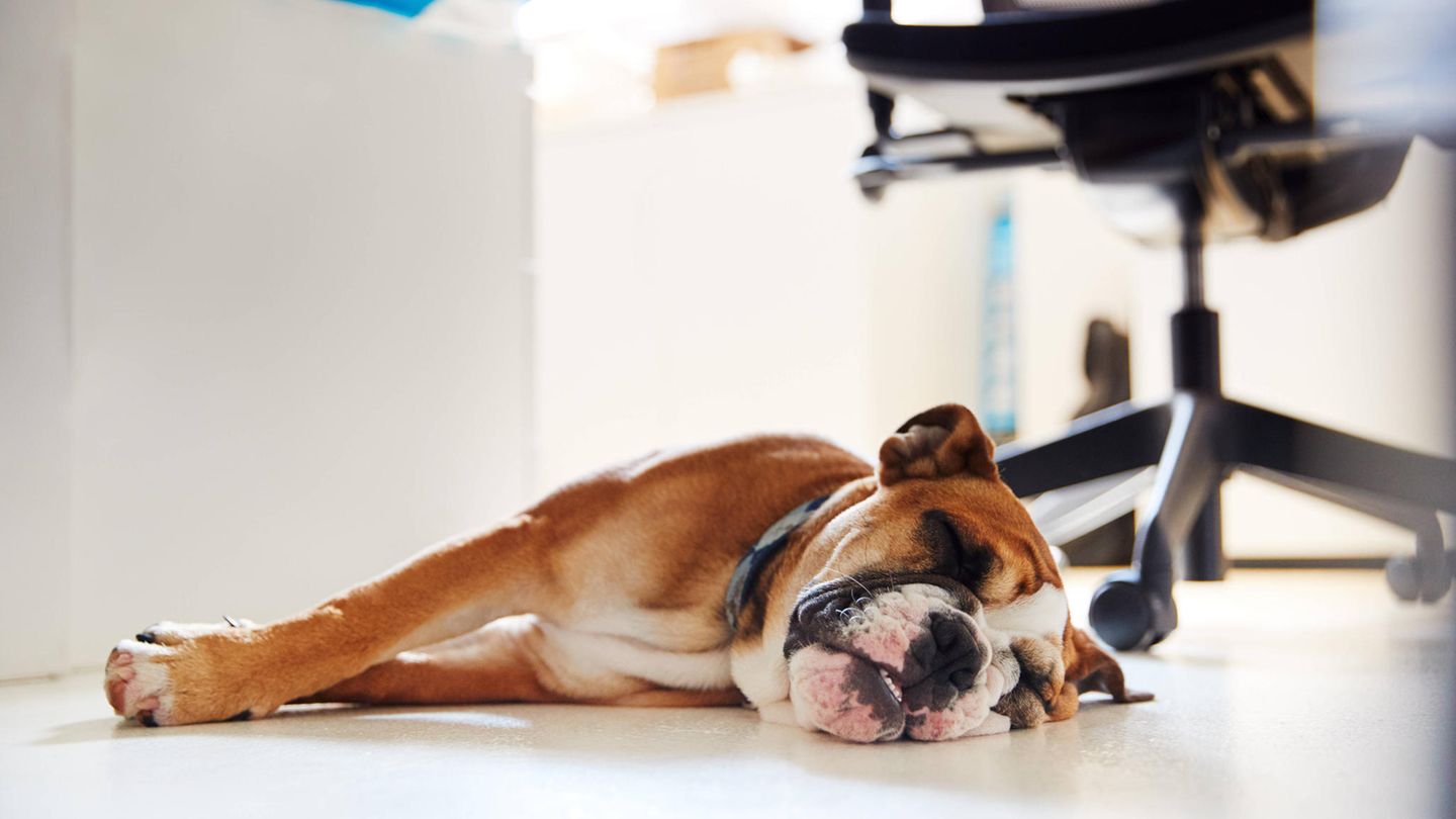 Arbeitsplatz: Hunde im Büro? Ein klares Nein erleichtert die Sache auch für das Tier