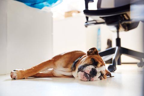 Ein brauner Hund liegt auf der Seite, alle Viere ausgestreckt neben einem Bürostuhl.