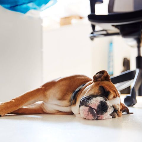 Ein brauner Hund liegt auf der Seite, alle Viere ausgestreckt neben einem Bürostuhl.