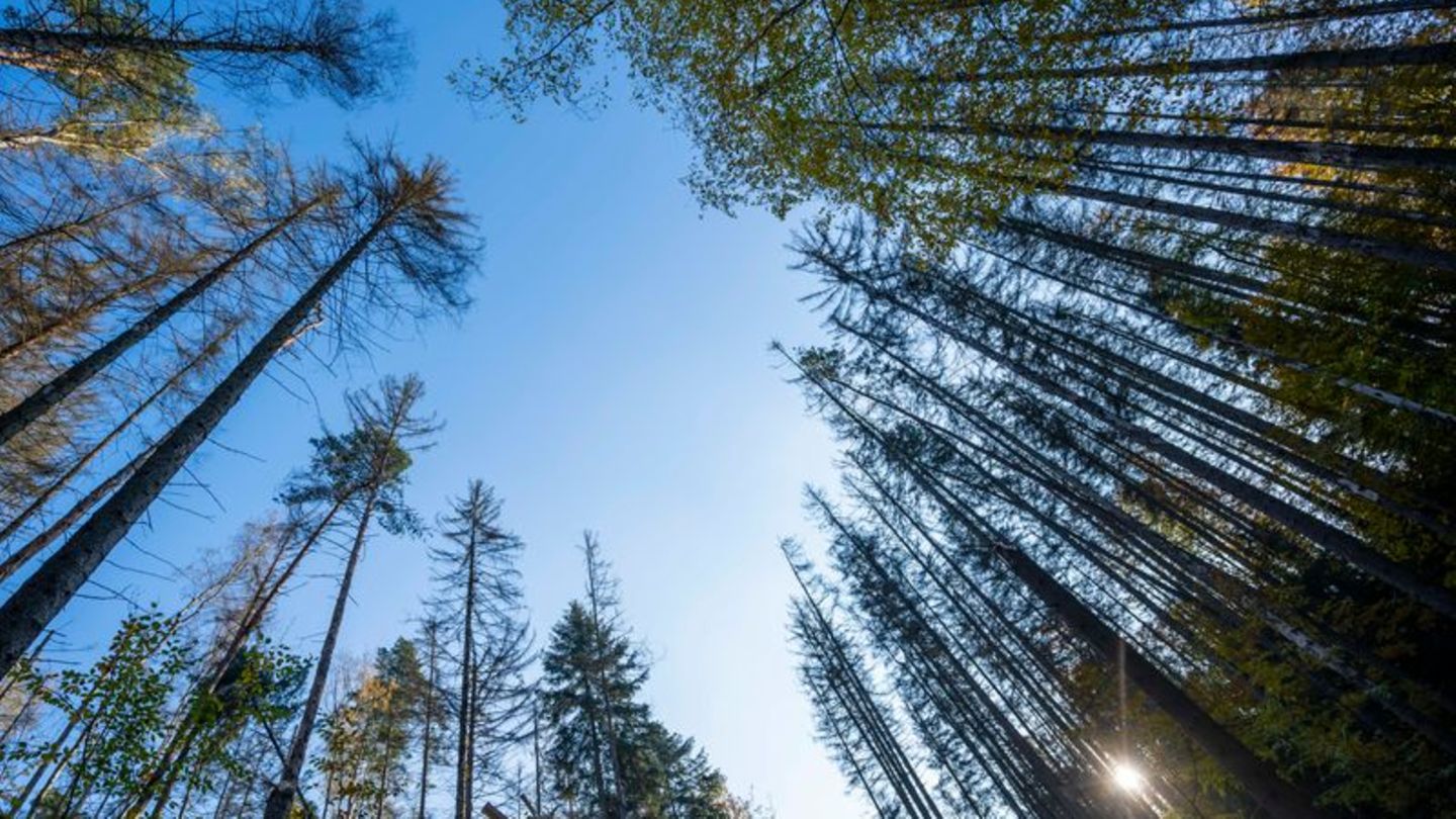 Obere Alarmstufen: Hohe Waldbrandgefahr in Sachsen - Entspannung aber in Sicht