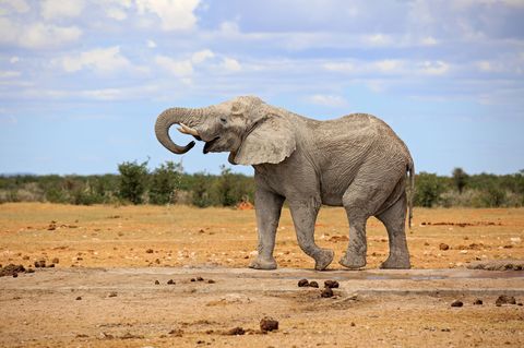 Afrikanischer Elefant