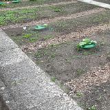 Vorher-Nachher-Effekt