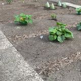 Vorher-Nachher-Effekt