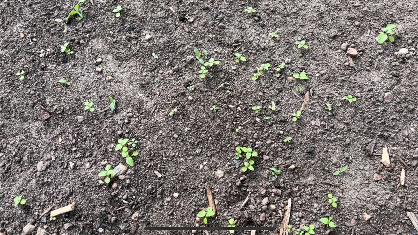 Wildwuchs Boden mit Unkraut