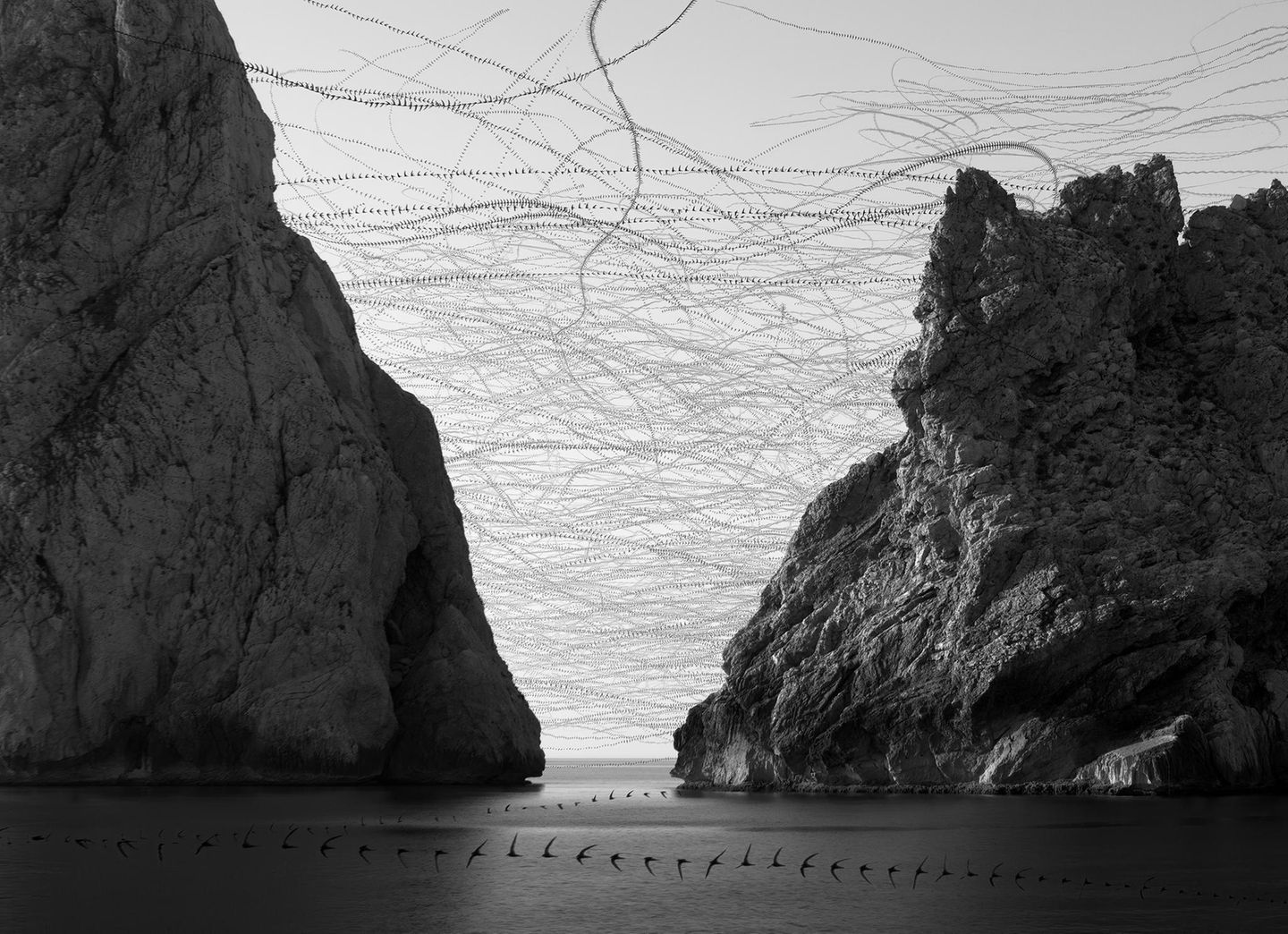 Ornithographie # 278, Tachymarptis melba, Alpensegler im Vogelschwarm, Medas Inseln, Katalonien, 2023