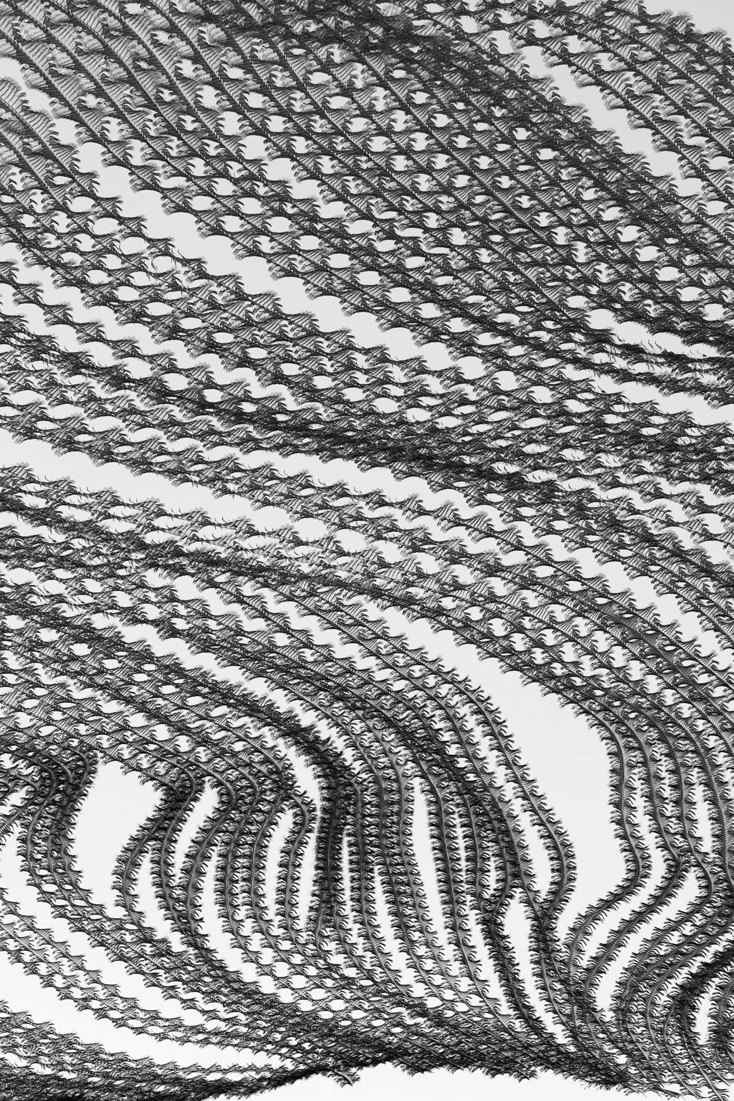 rnithographie #233, Grus grus, Kranich Vogelschwarm, Gallocanta, Spanien, 2022