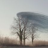 Ornithographie #242, Sturnus vulgaris, Gemeiner Star Vogelschwarm, Castelló d'Empúries, Katalonien