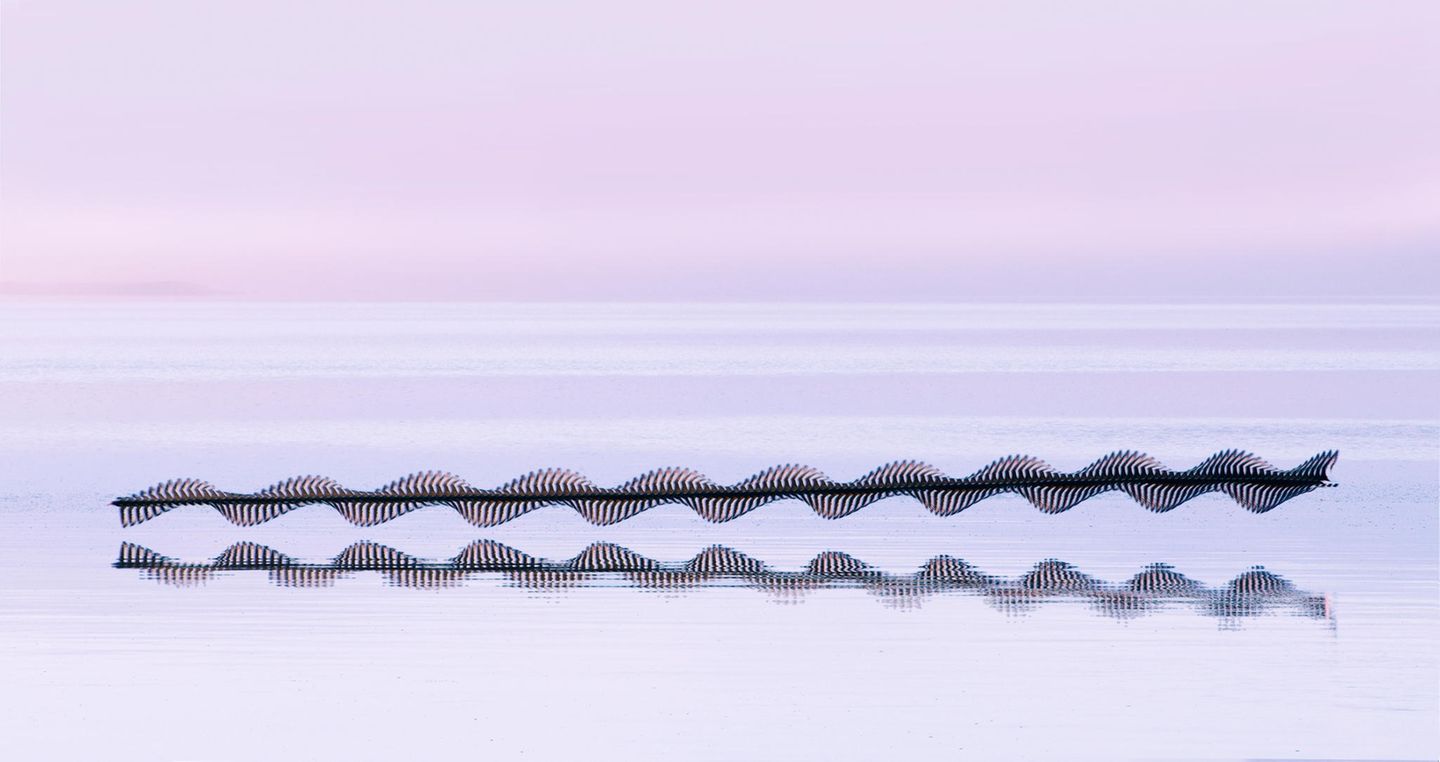 Ornithographie #249, Haematopus ostralegus, Austernfischer Vogelschwarm, North Uist, Schottland, 2022