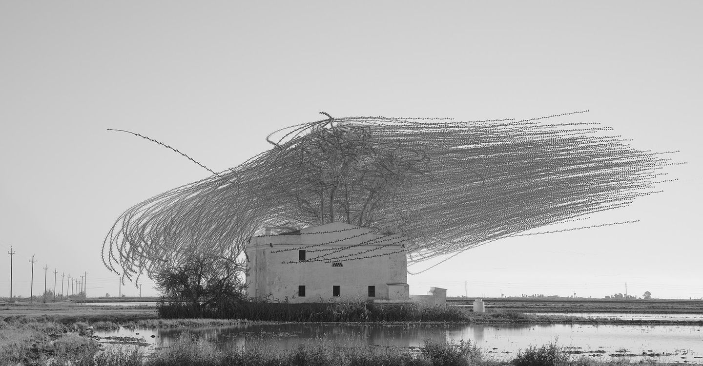 Ornithografie # 278, Tachymarptis melba, Alpensegler im Vogelschwarm, Medas Inseln, Katalonien, 2023