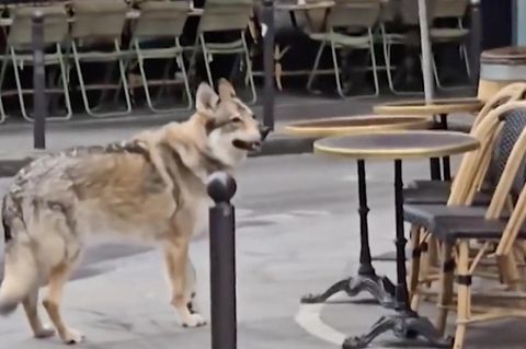 Streift hier ein Wolf durch Paris? Seniorin führt Fellriesen spazieren