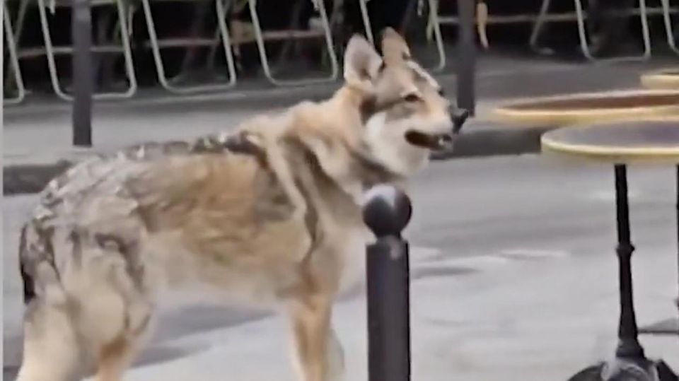 Streift hier ein Wolf durch Paris? Seniorin führt Fellriesen spazieren Streift hier ein Wolf durch Paris? Seniorin führt Fellriesen spazieren