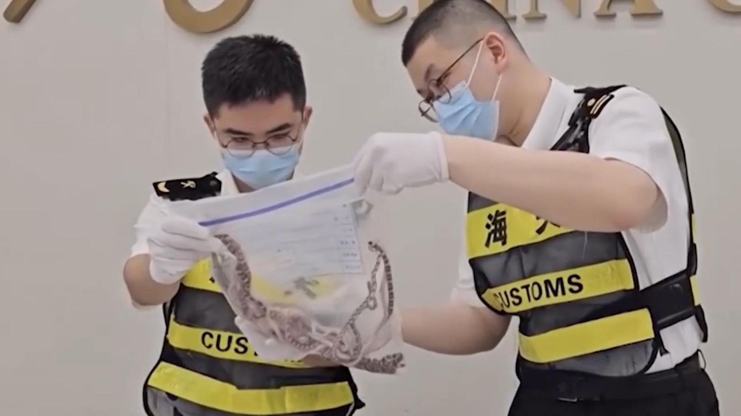 Flughafen von Hongkong: Absurdes Video: Mann versucht, 104 Schlangen in seiner Hose zu schmuggeln