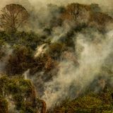 Seit Jahren trocknet das Pantanal aus