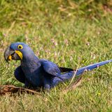 Laut WWF beherbergt das Pantanal ungefähr 650 Volgarten, darunter den Hyazinthara. Die Papgeien gehören zu den Blauaras